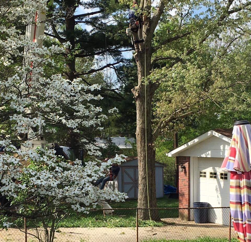 Photo of All In One Tree Service