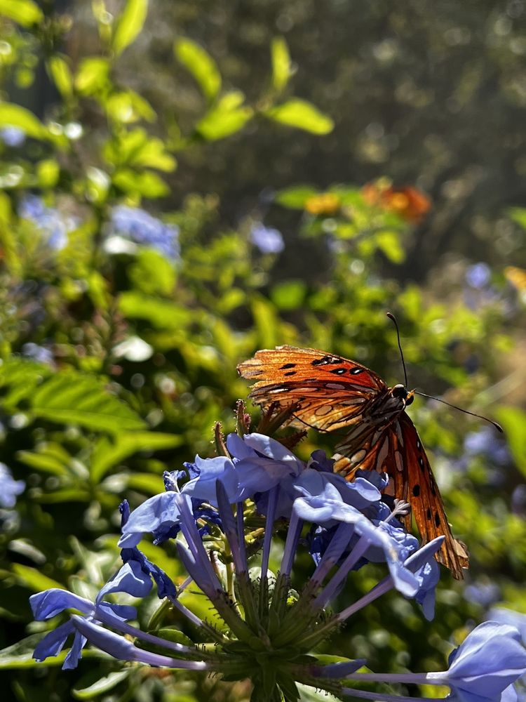 Photo of Springs Preserve