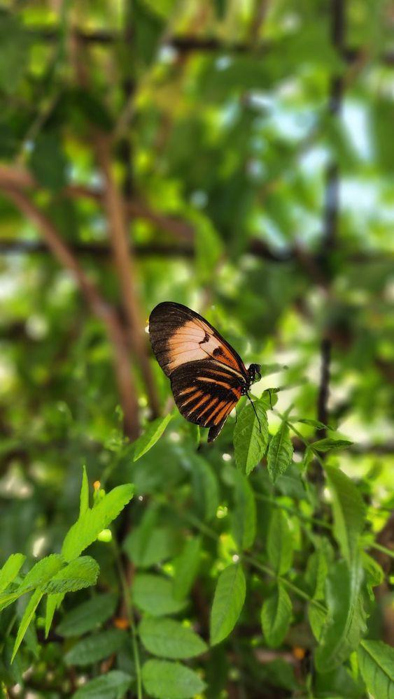 Photo of Springs Preserve