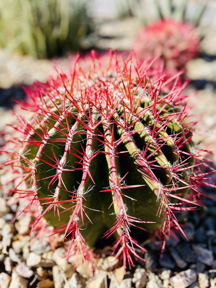 Photo of Springs Preserve