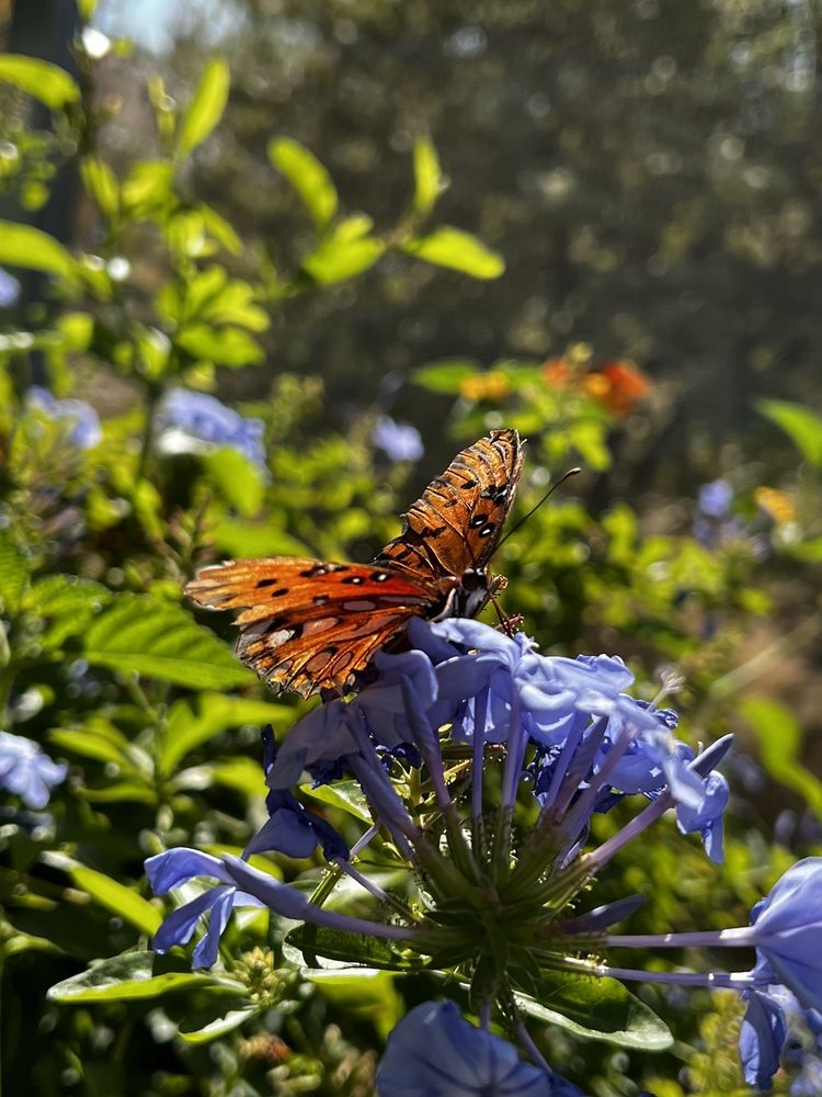 Photo of Springs Preserve