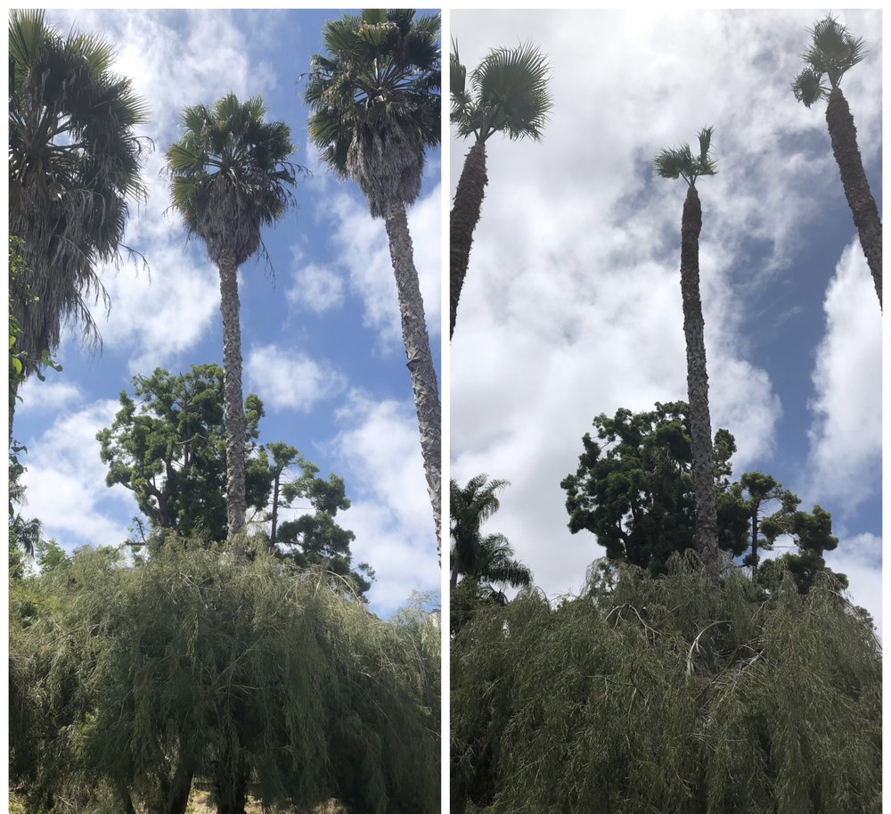 Photo of Los Agaves Landscaping