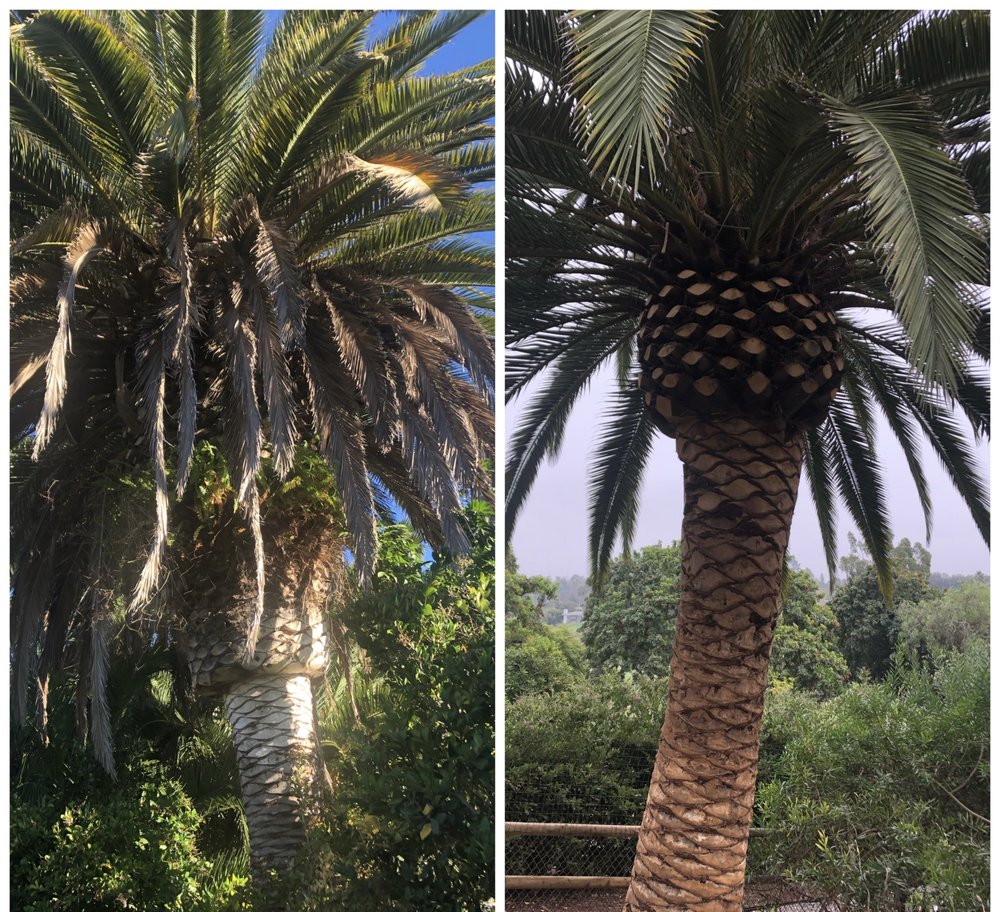 Photo of Los Agaves Landscaping