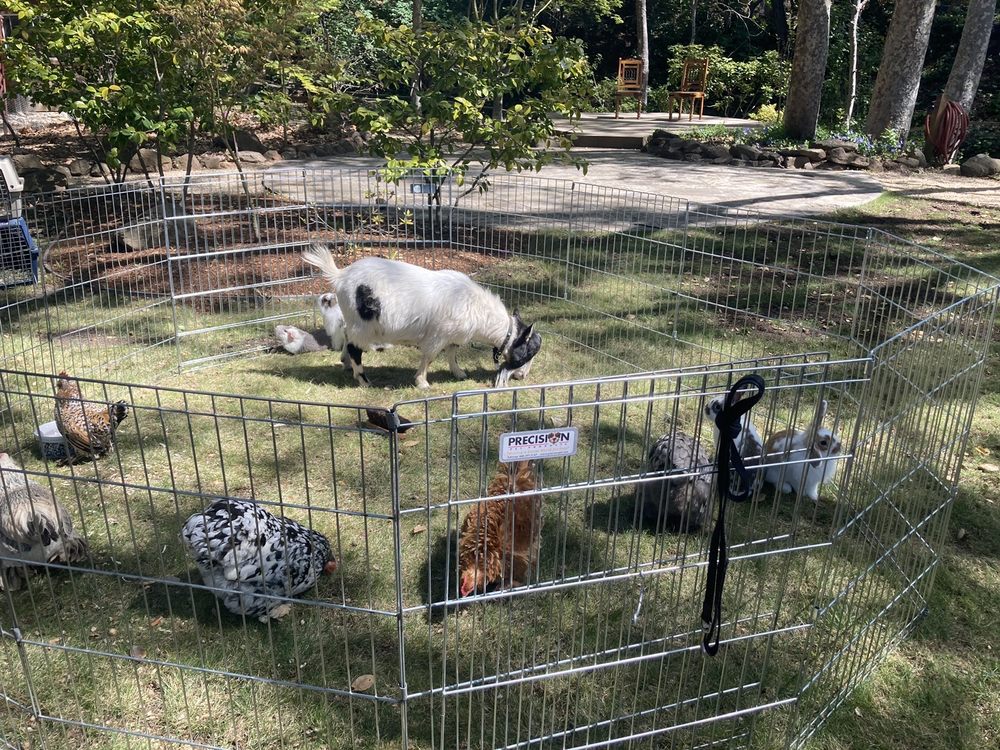 Photo of Once Upon a Pony & Petting Zoo