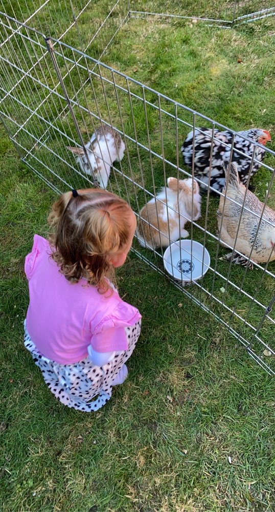 Photo of Once Upon a Pony & Petting Zoo