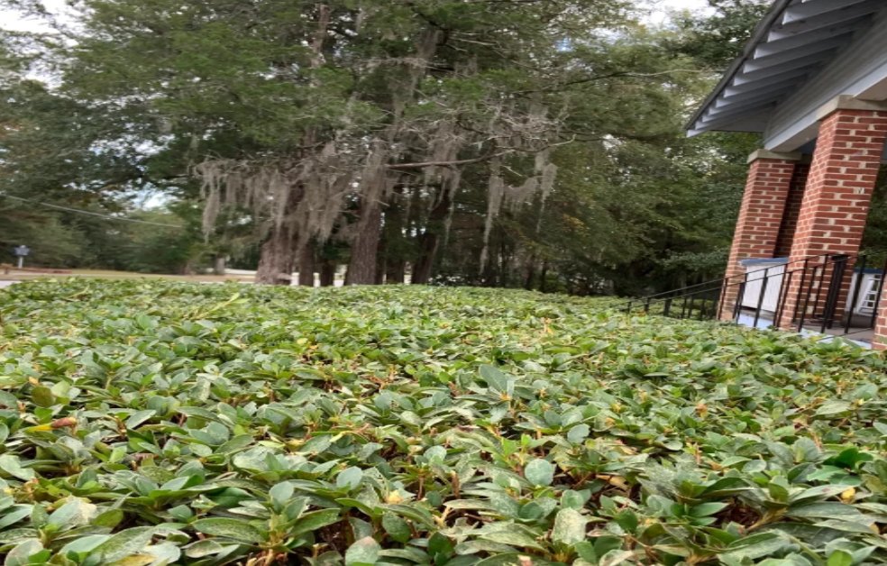 Photo of Causey's Lawn Care & Irrigation