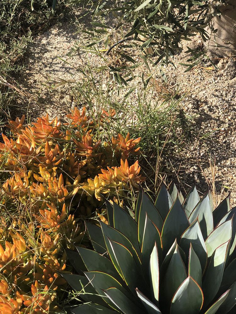 Photo of De La Rosa Landscaping