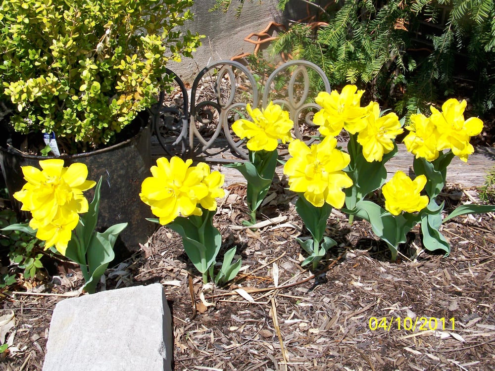 Photo of Clark Lawn Service