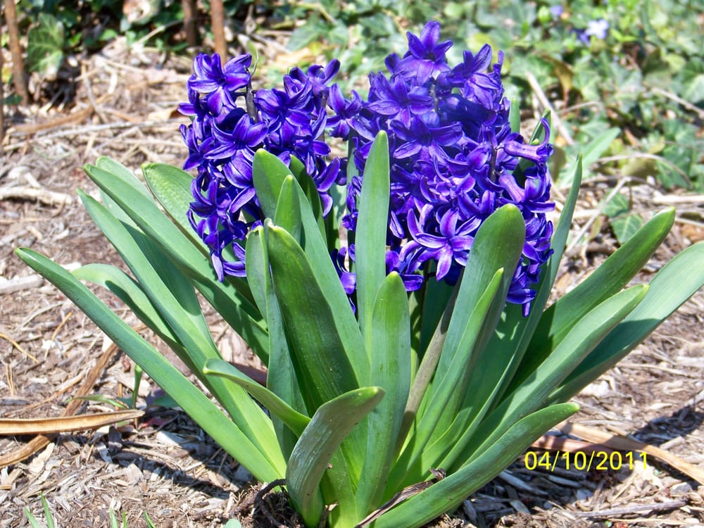 Photo of Clark Lawn Service