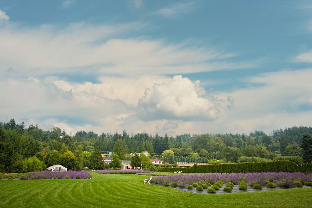 Photo of Woodinville Lavender