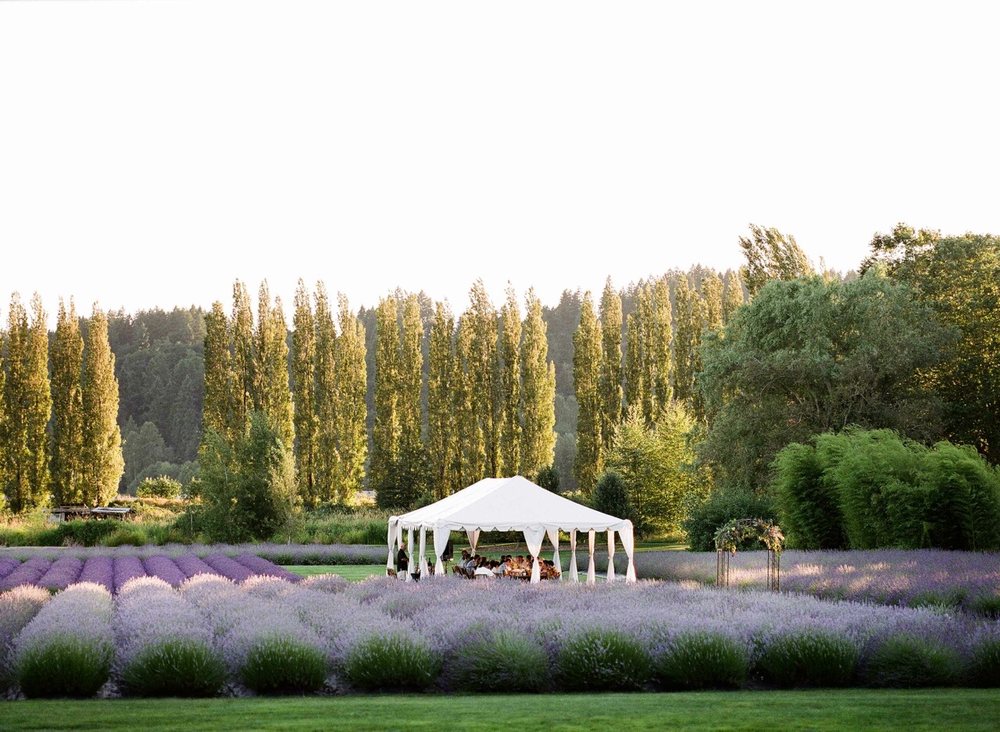 Photo of Woodinville Lavender