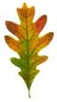 Photo of Oak Leaf Funding