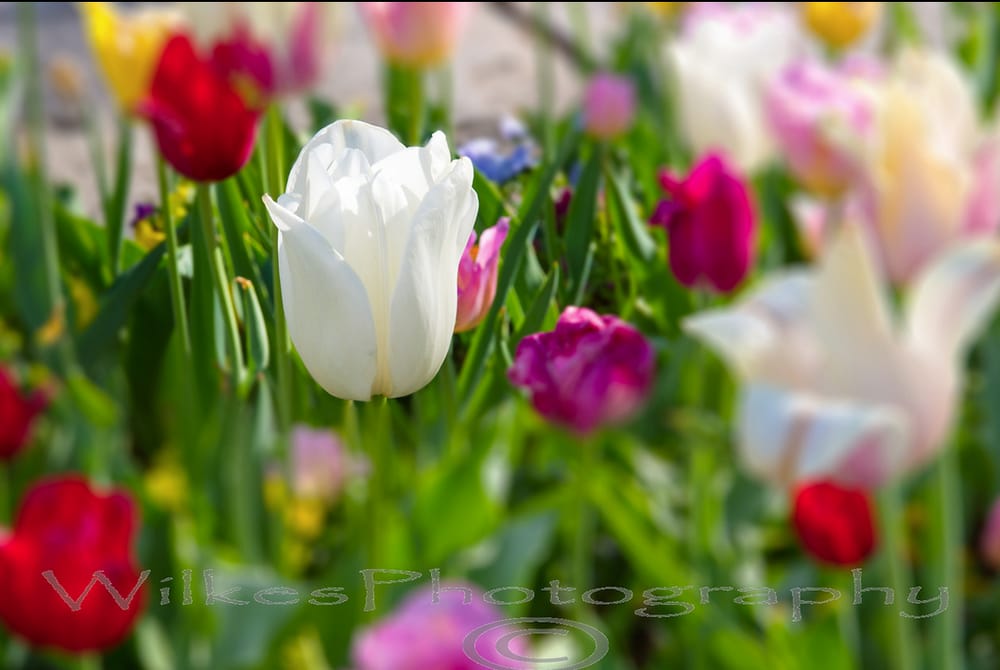 Photo of Leslie Wilkes Photography