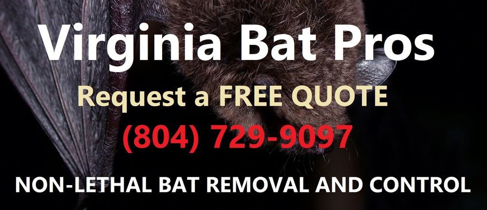Photo of Virginia Bat Pros