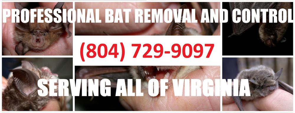 Photo of Virginia Bat Pros