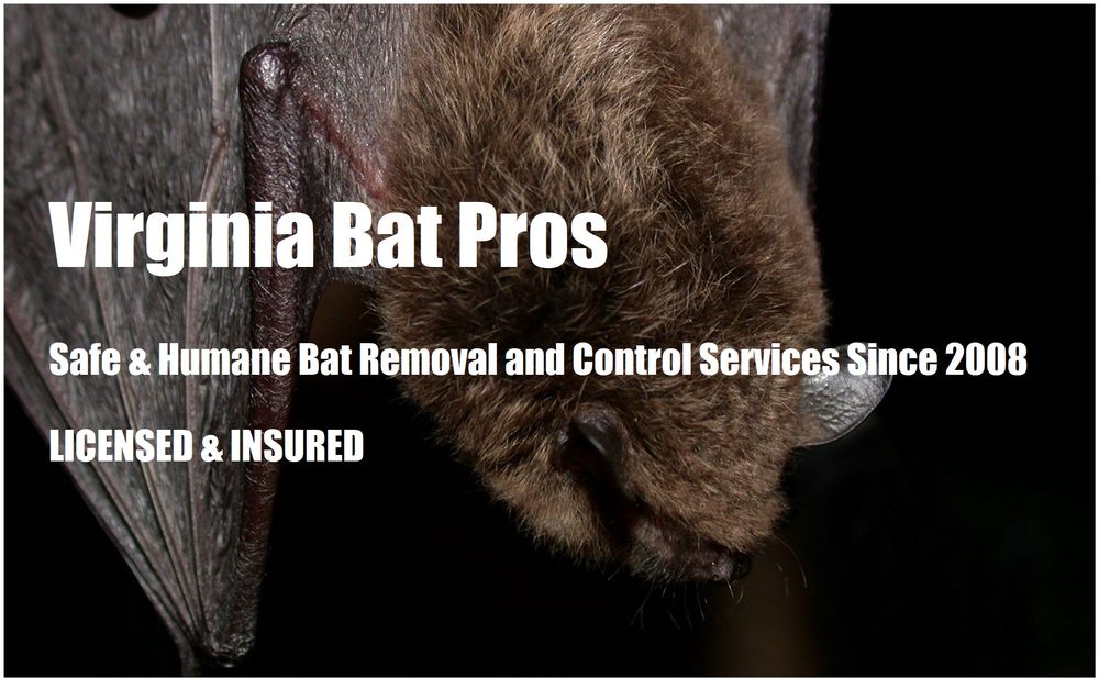 Photo of Virginia Bat Pros