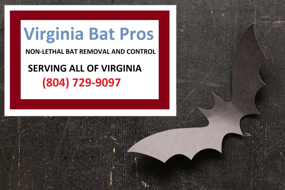 Photo of Virginia Bat Pros