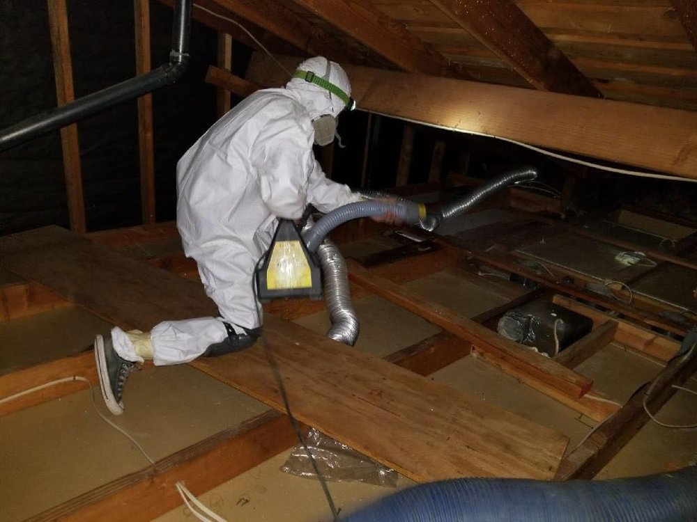 Photo of Attic Star