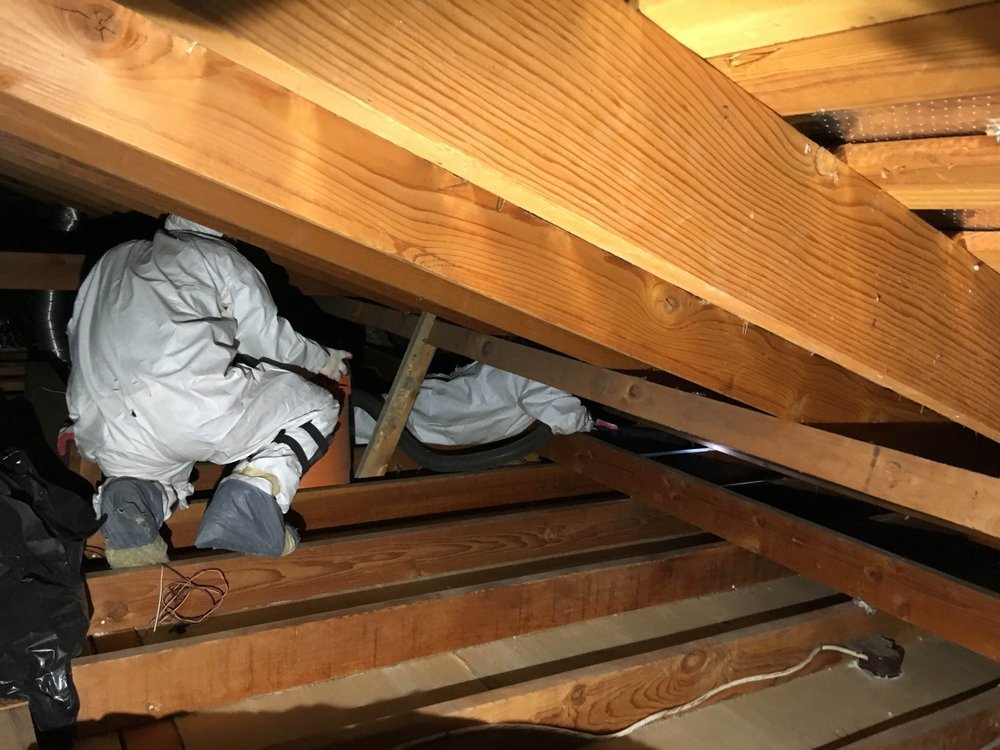 Photo of Attic Star