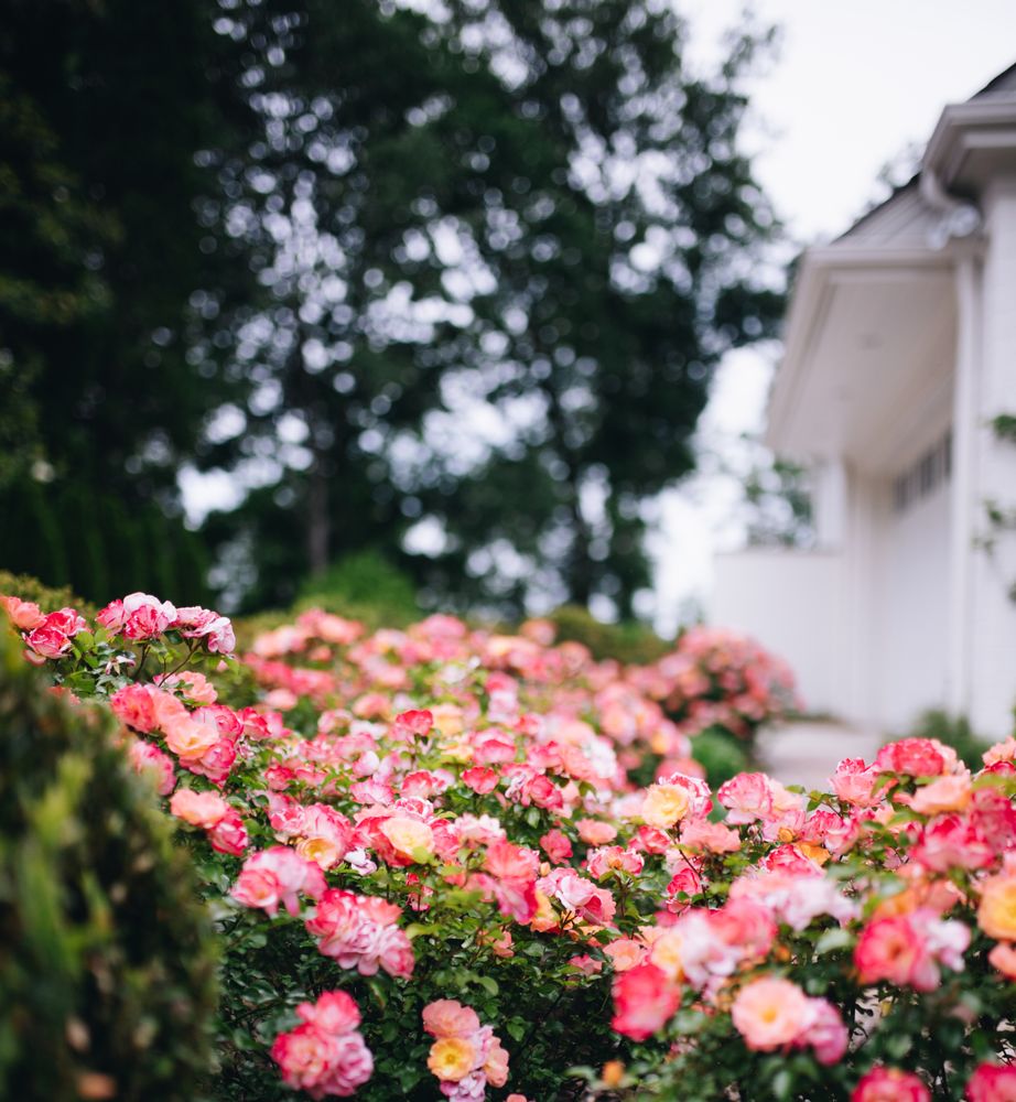 Photo of Blackjack Horticulture
