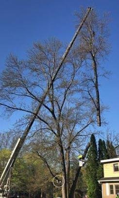 Photo of Bakkelund Tree & Landscape Service