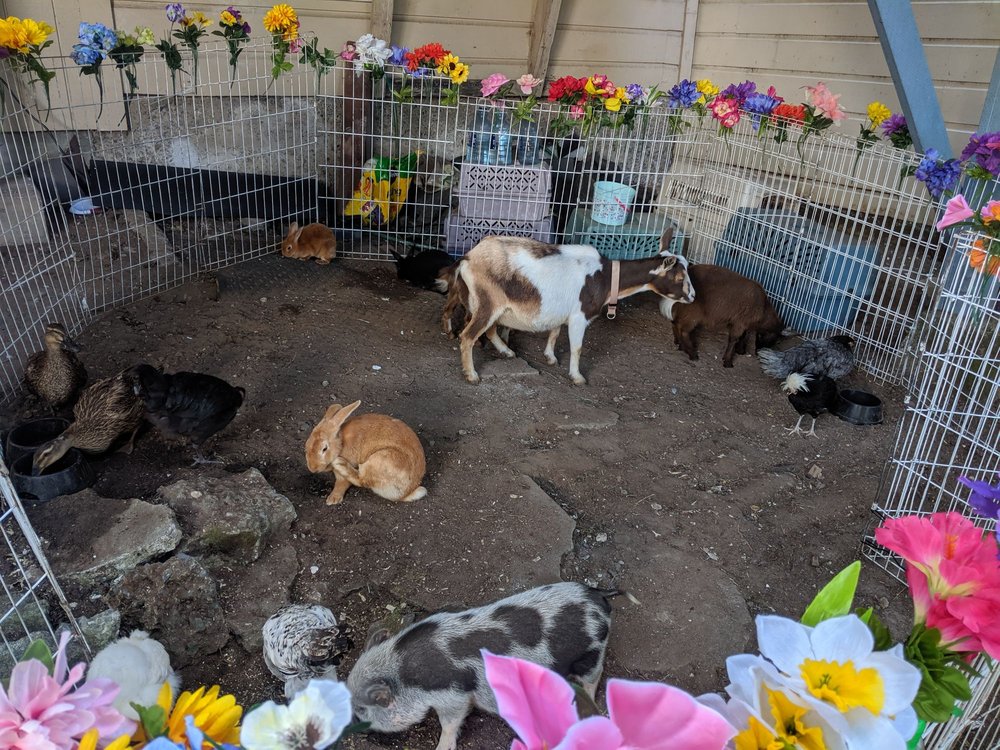 Photo of Friendly Pony Parties & Barnyard Pals