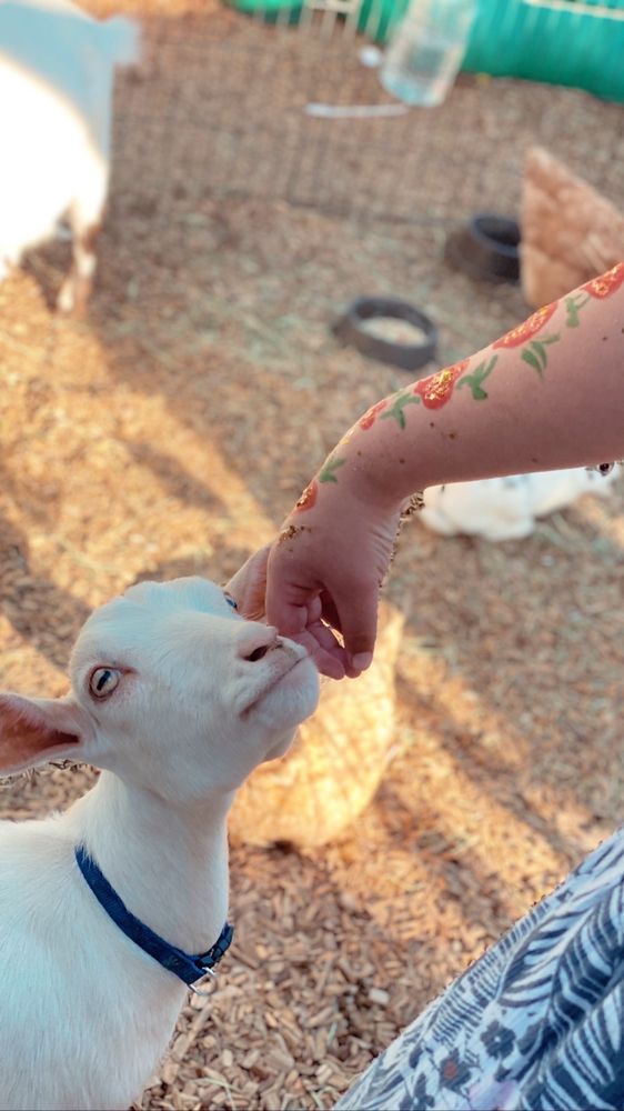 Photo of Friendly Pony Parties & Barnyard Pals