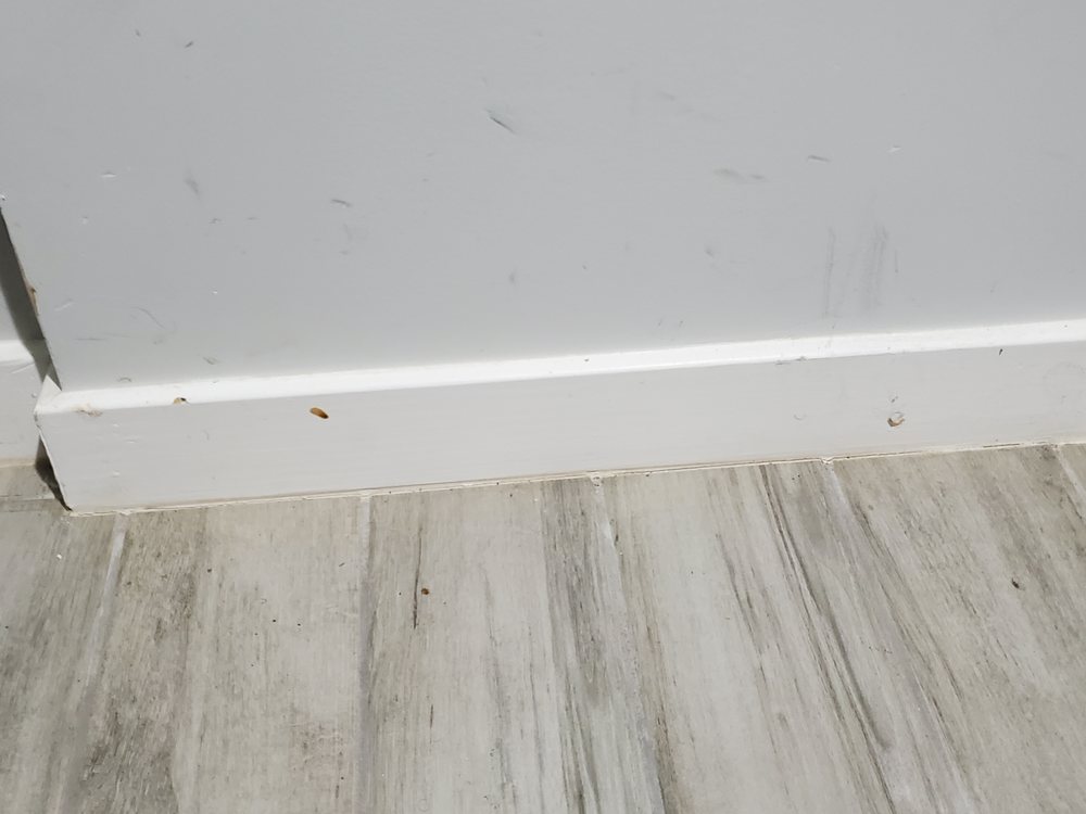 Photo of Yesenia Home Cleaning Service