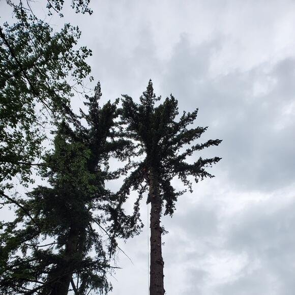 Photo of Norterra Timber