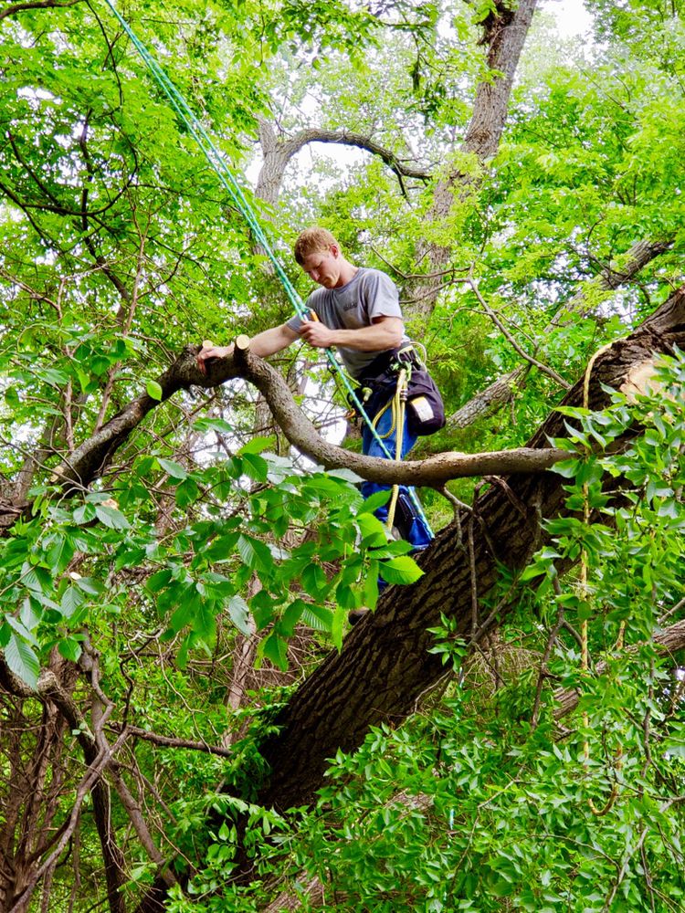 Photo of JMA Land-Clearing & Tree Service