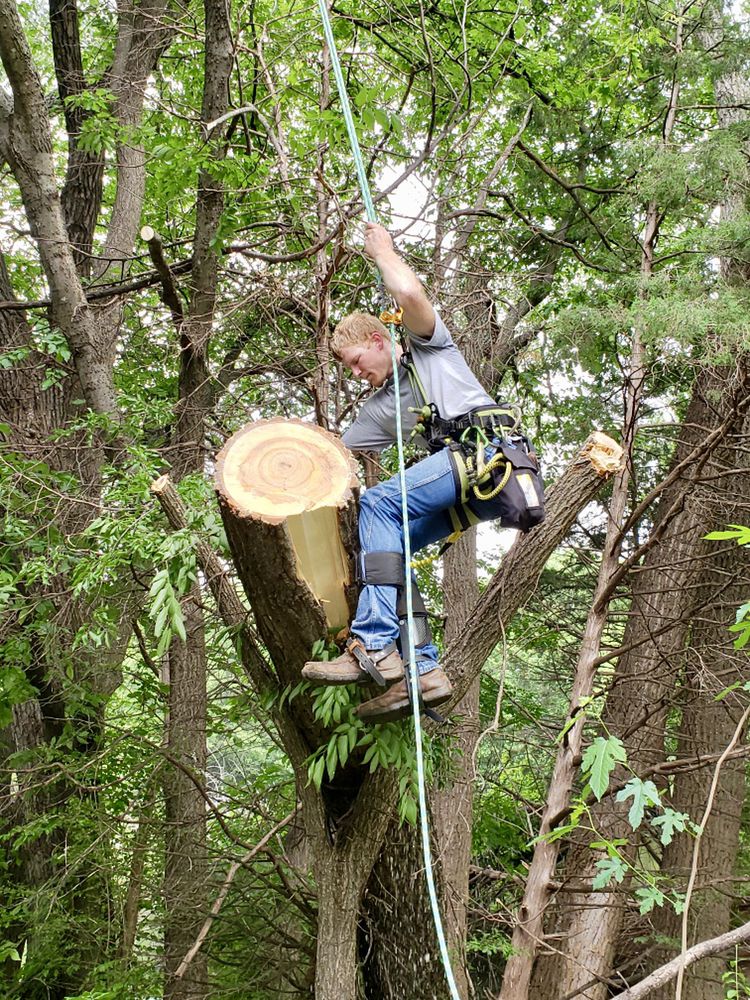 Photo of JMA Land-Clearing & Tree Service