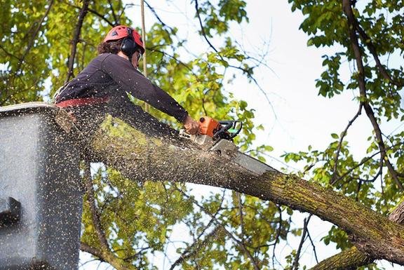 Photo of Grove Tree Service & Landscaping