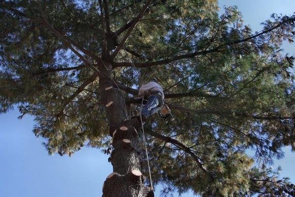 Photo of Grove Tree Service & Landscaping