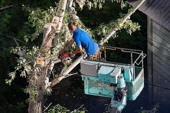 Photo of Grove Tree Service & Landscaping
