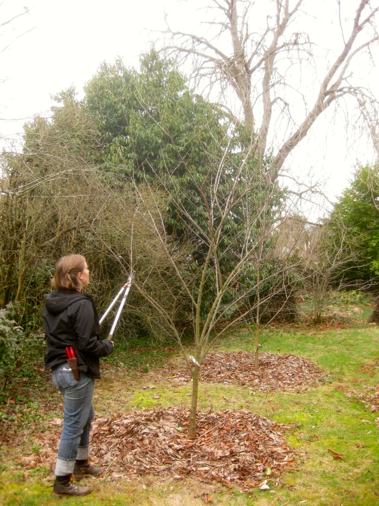 Photo of Tree and Ladder Home Orchard Care