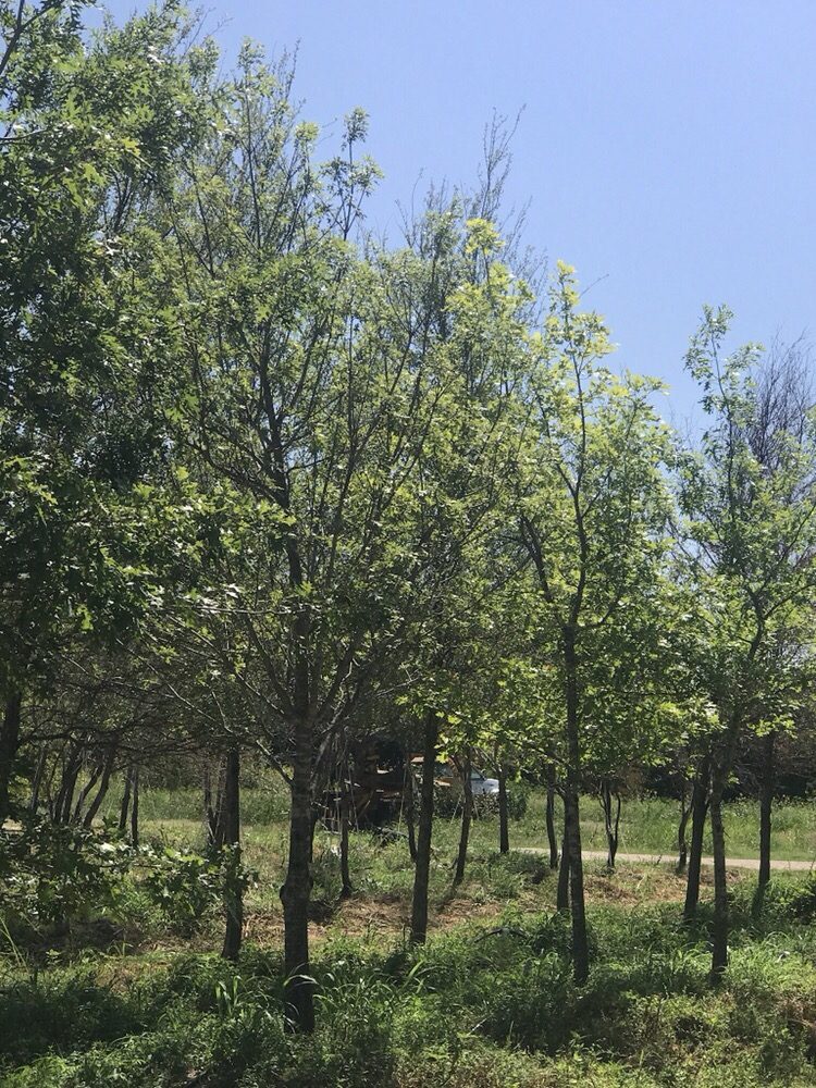 Photo of Farmer Wholesale Sod & Trees