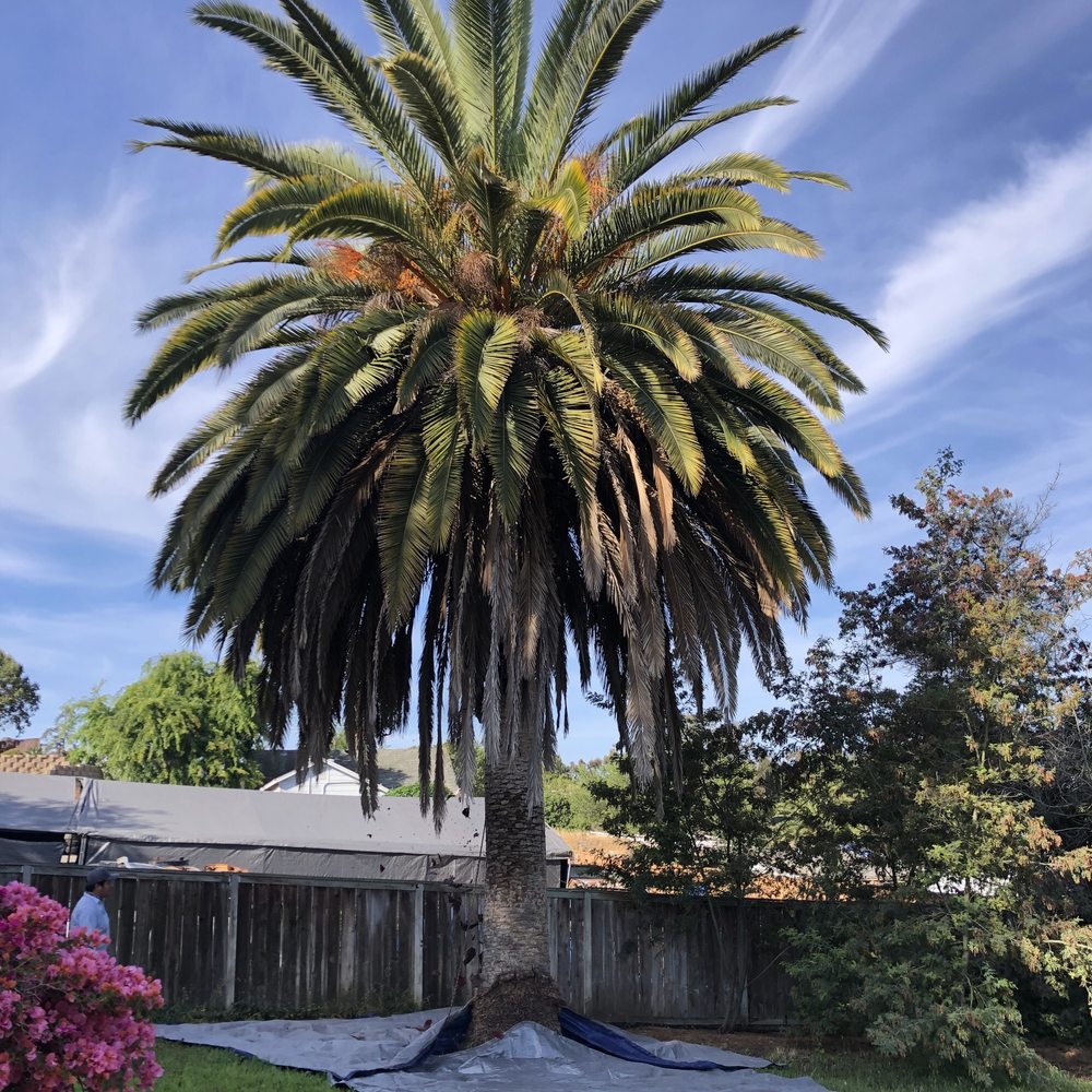 Photo of De La Cruz Jr Tree Service