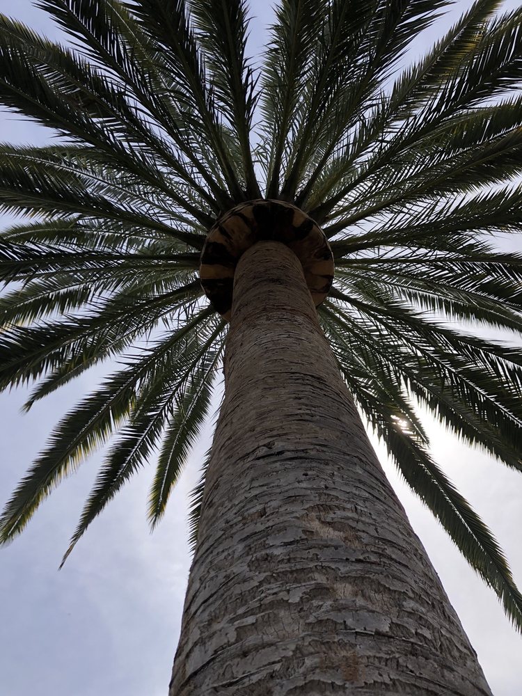 Photo of De La Cruz Jr Tree Service