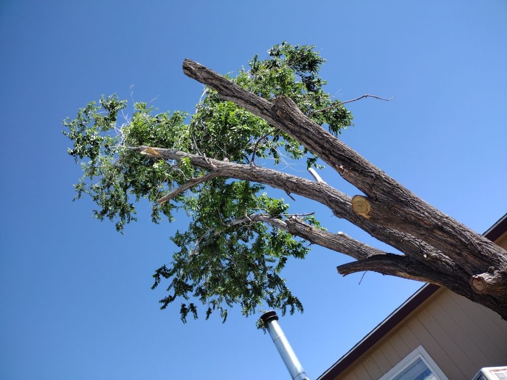 Photo of Bulletproof Trees and Construction
