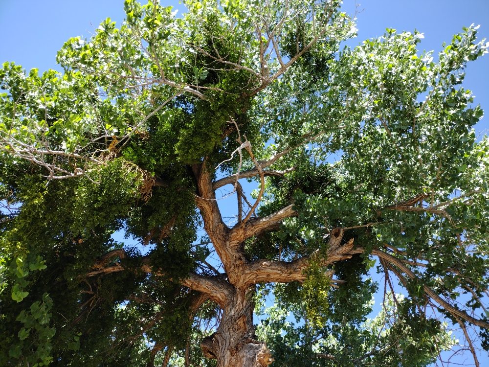 Photo of Bulletproof Trees and Construction