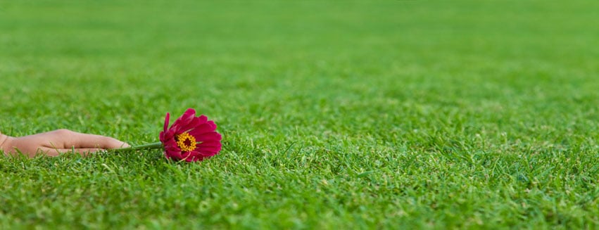 Photo of Saint Patrick's Landscapes