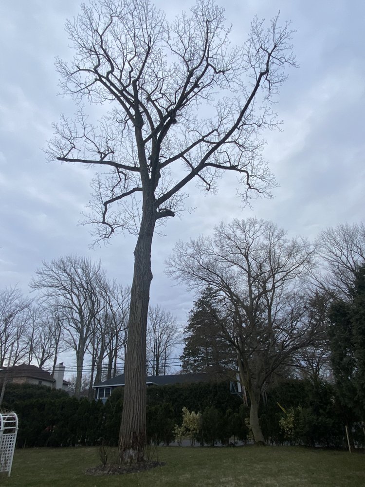 Photo of George's Tree and Landscaping Services
