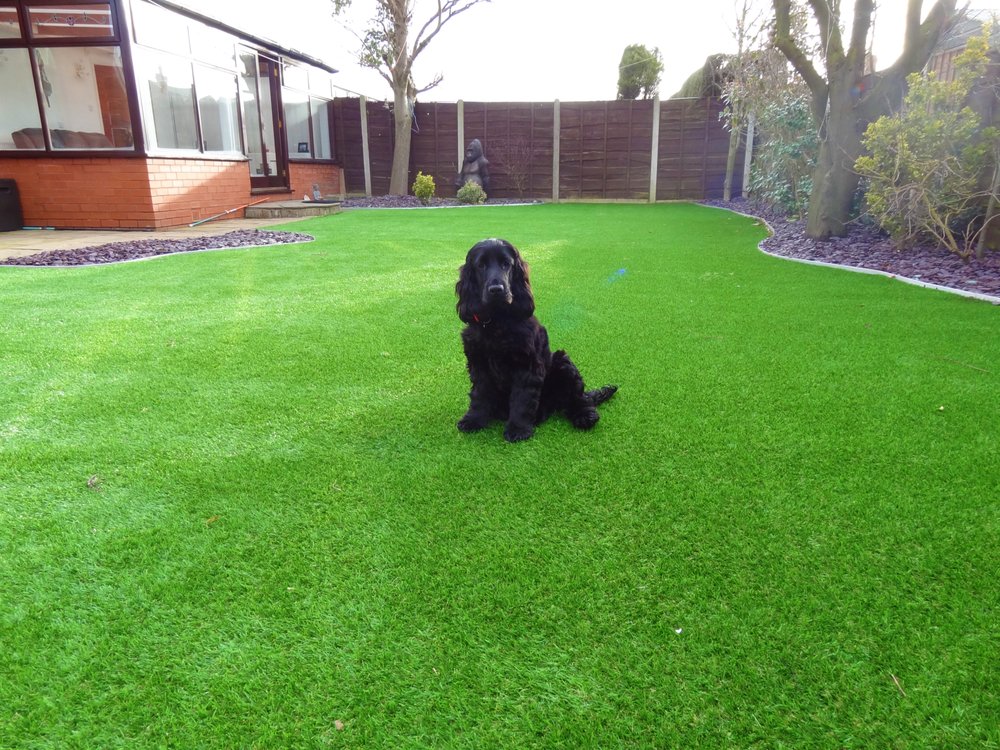 Photo of Buy Some Grass
