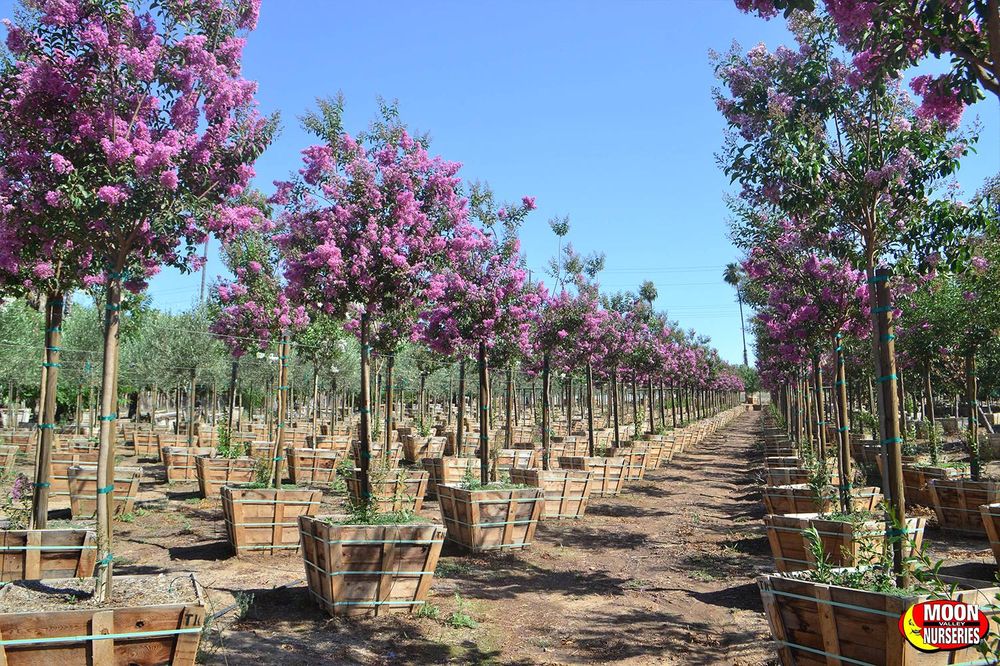 Photo of Moon Valley Nurseries