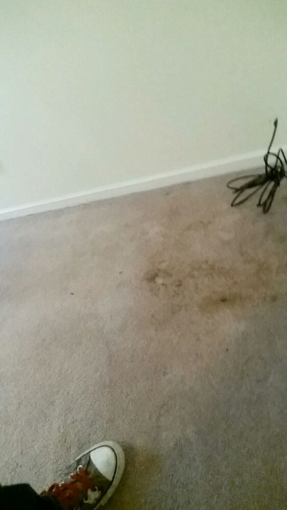 Photo of Carpet Cleaning Charlotte
