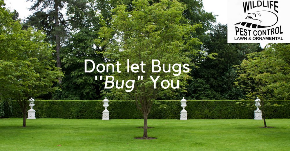 Photo of Wildlife Pest Control