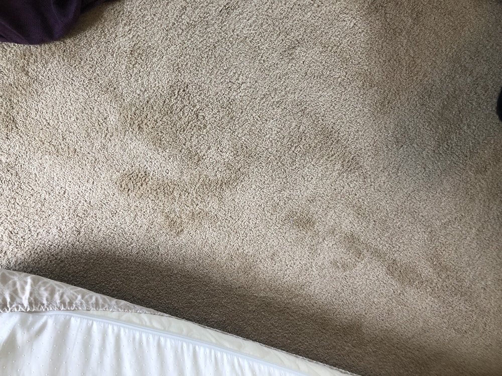 Photo of ServicePro Carpet Cleaning