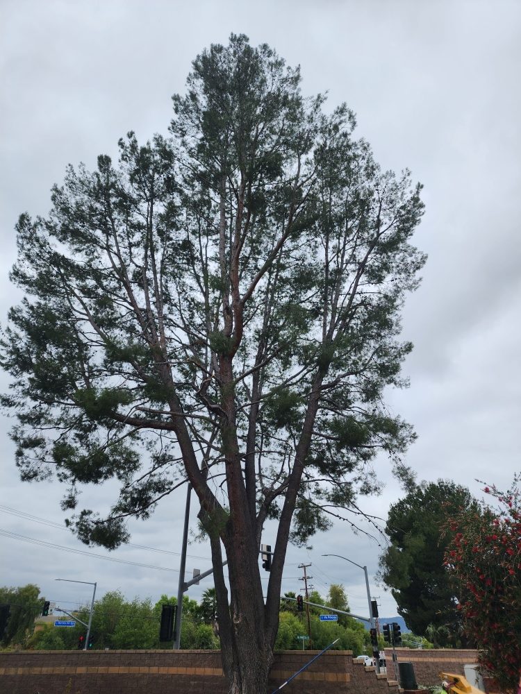Photo of Angel Tree Care