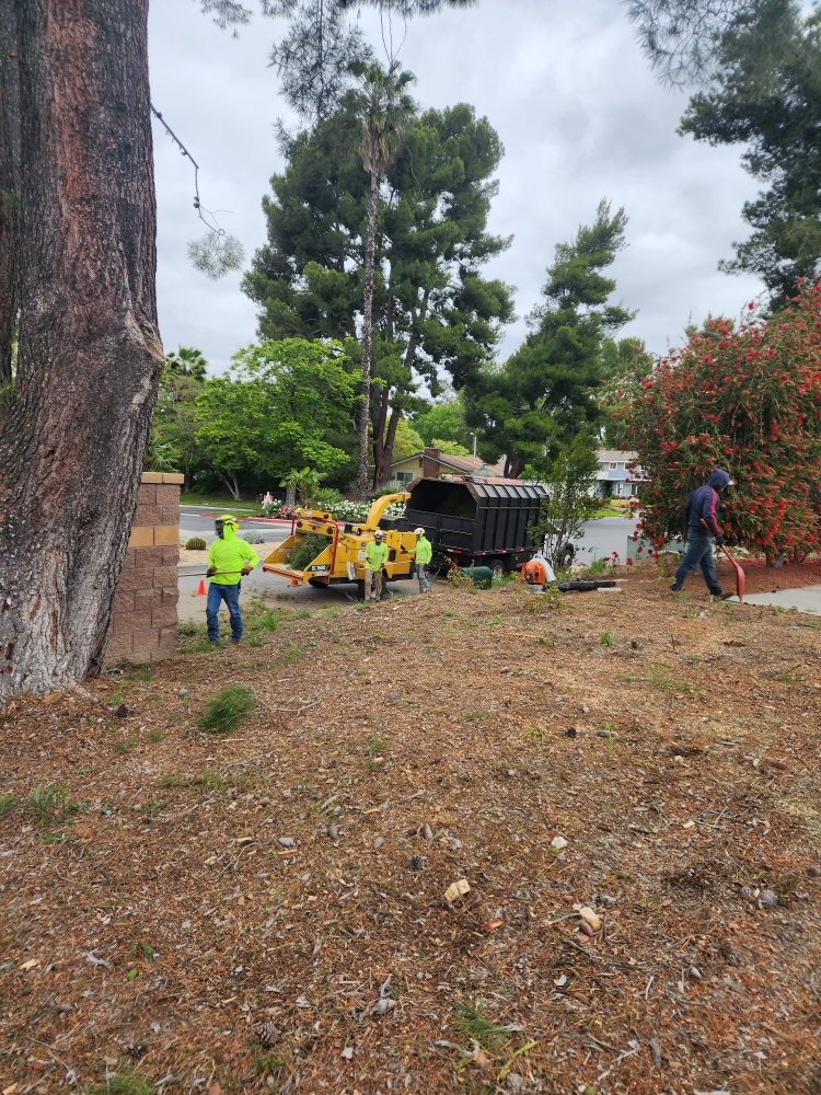 Photo of Angel Tree Care
