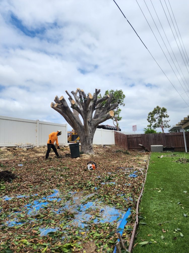 Photo of Angel Tree Care